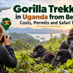 Gorilla trekking in Uganda from Belgium featuring mountain gorillas in Bwindi Impenetrable National Park and a Belgian tourist on safari.
