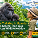 Mountain gorillas in Bwindi Impenetrable National Park, Uganda, featured in a gorilla trekking safari guide for travelers from Greece by Zamunda Travels.