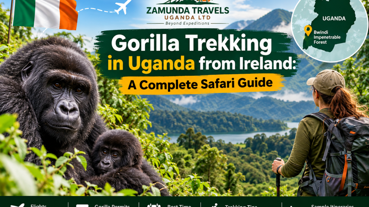 Gorilla trekking in Uganda from Ireland featuring mountain gorillas in Bwindi Impenetrable National Park