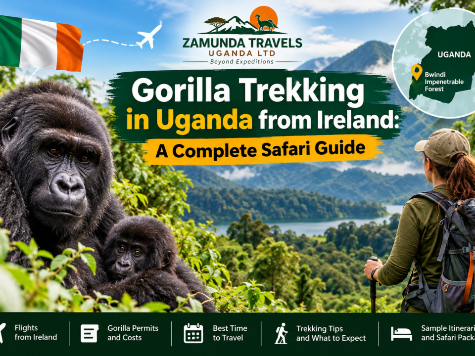 Gorilla trekking in Uganda from Ireland featuring mountain gorillas in Bwindi Impenetrable National Park