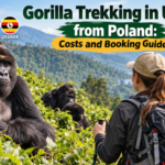 Mountain gorillas in Uganda's Bwindi rainforest with a Polish tourist on a gorilla trekking safari.
