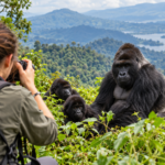 Romanian tourist photographing mountain gorillas during a gorilla trekking safari in Uganda