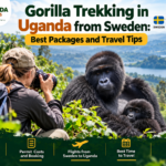 Gorilla trekking in Uganda from Sweden with mountain gorillas in Bwindi Impenetrable National Park