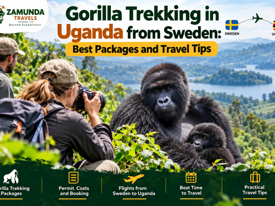 Gorilla trekking in Uganda from Sweden with mountain gorillas in Bwindi Impenetrable National Park
