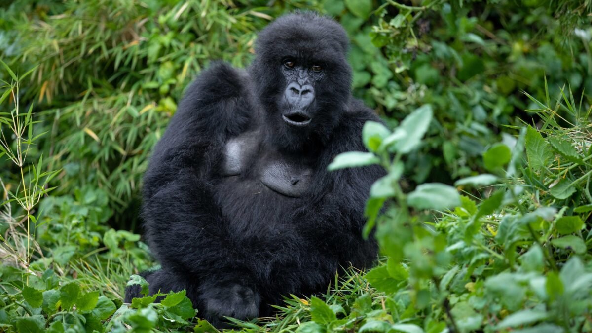 Gorilla Trekking Mount Bisoke adventure in Rwanda's Volcanoes National Park.