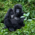 Gorilla Trekking Mount Bisoke adventure in Rwanda's Volcanoes National Park.