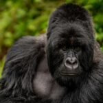 Gorilla trekking for older travellers in Rwanda at Volcanoes National Park