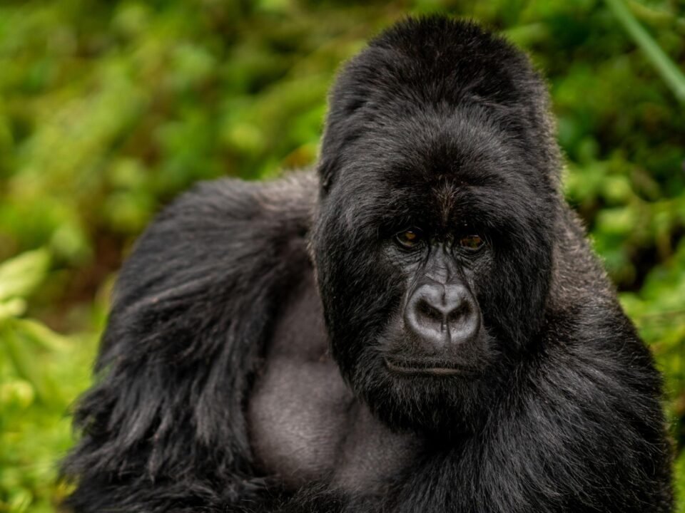 Gorilla trekking for older travellers in Rwanda at Volcanoes National Park