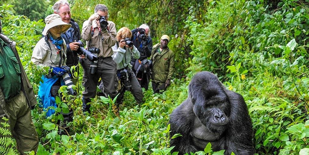 Tourists exploring Volcanoes National Park on a guided gorilla trekking safari in Rwanda.