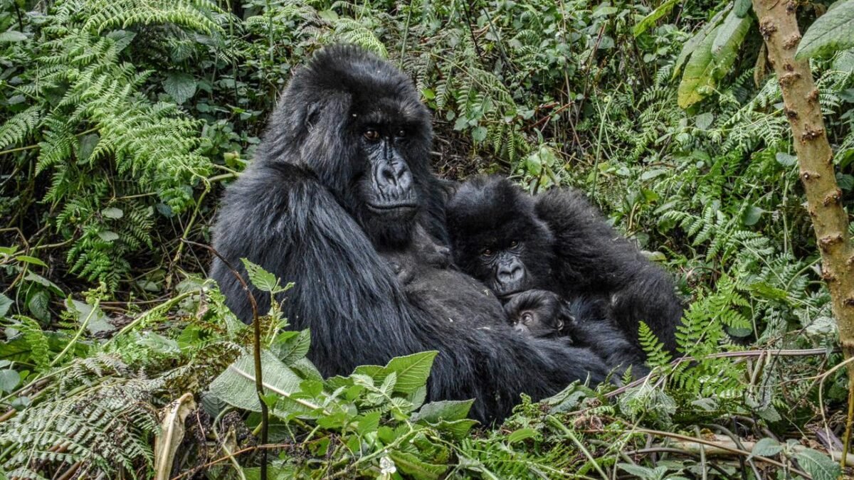 Mountain gorilla family in Volcanoes National Park, Rwanda, a popular gorilla trekking destination for Belgian travellers.