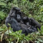 Mountain gorilla family in Volcanoes National Park, Rwanda, a popular gorilla trekking destination for Belgian travellers.