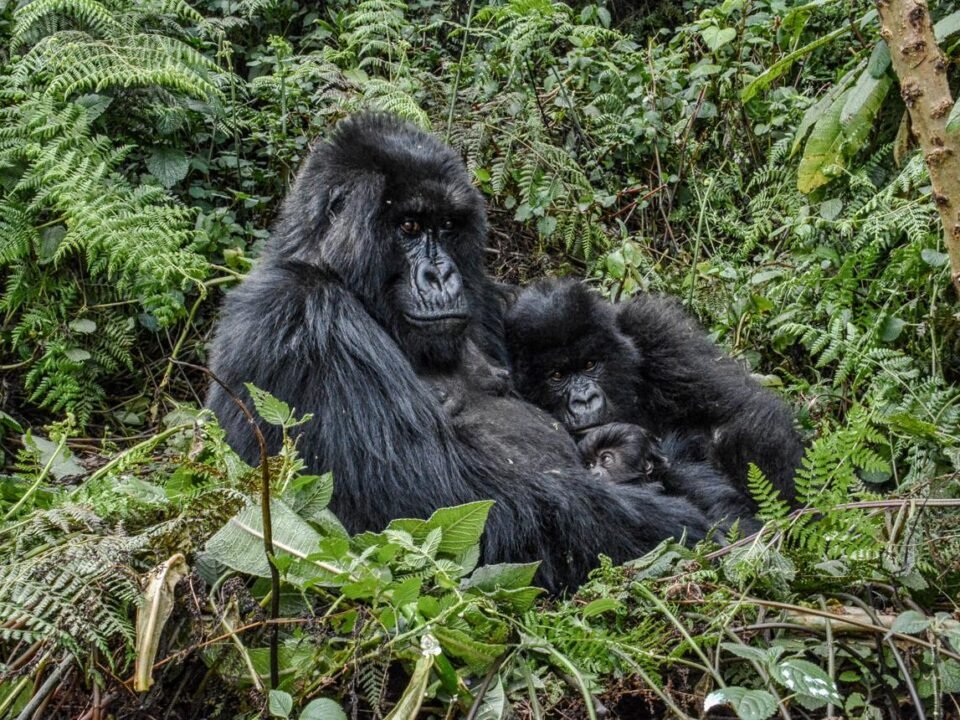 Mountain gorilla family in Volcanoes National Park, Rwanda, a popular gorilla trekking destination for Belgian travellers.