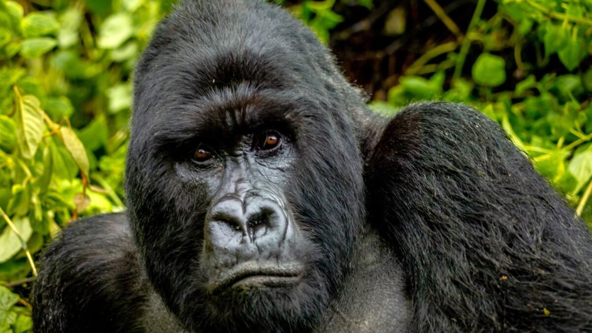 Silverback mountain gorilla in Volcanoes National Park during a Rwanda gorilla trekking safari from Germany.