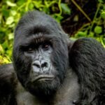 Silverback mountain gorilla in Volcanoes National Park during a Rwanda gorilla trekking safari from Germany.