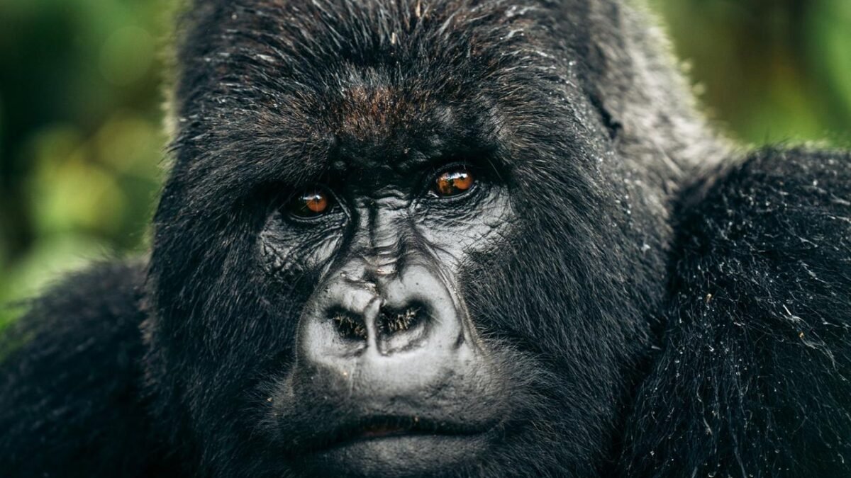 Silverback mountain gorilla in Volcanoes National Park during a Rwanda gorilla trekking safari from Ireland.