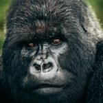 Silverback mountain gorilla in Volcanoes National Park during a Rwanda gorilla trekking safari from Ireland.