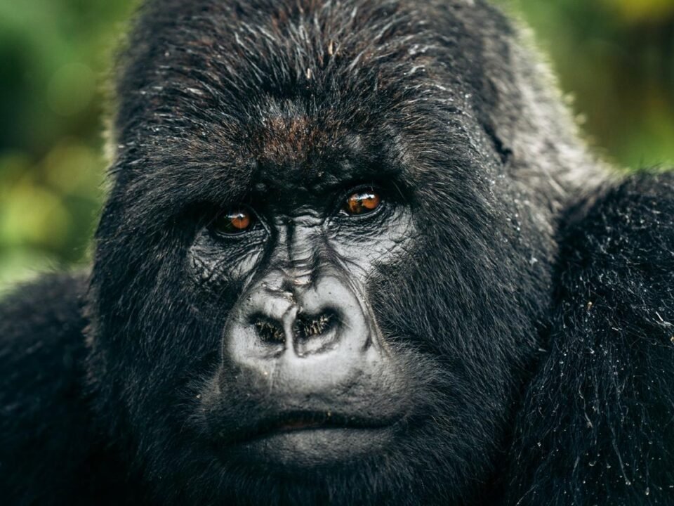 Silverback mountain gorilla in Volcanoes National Park during a Rwanda gorilla trekking safari from Ireland.