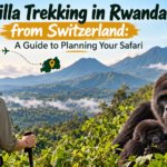 Gorilla trekking in Rwanda from Switzerland featuring mountain gorillas, a Swiss traveller, and the beautiful Virunga Mountains in Volcanoes National Park.