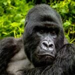 Silverback mountain gorilla resting in the rainforest of Volcanoes National Park, Rwanda.