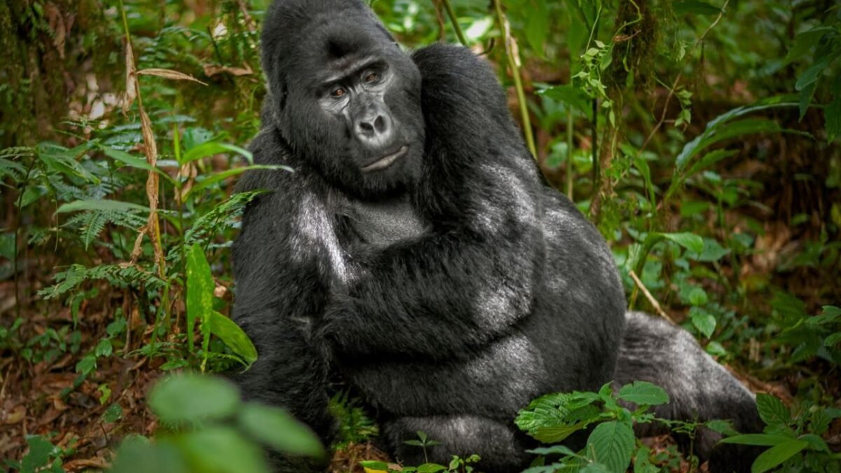 Gorilla Trekking Twice Bwindi – silverback mountain gorilla in the rainforest.