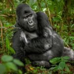 Gorilla Trekking Twice Bwindi – silverback mountain gorilla in the rainforest.