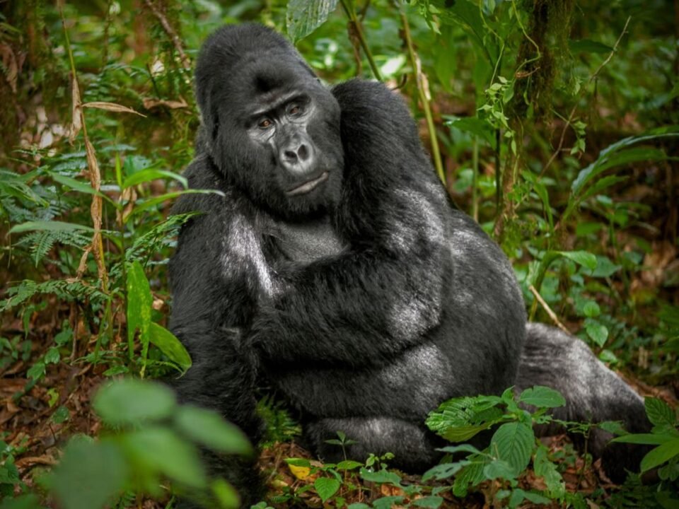 Gorilla Trekking Twice Bwindi – silverback mountain gorilla in the rainforest.