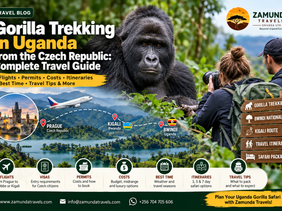 Gorilla trekking in Uganda from the Czech Republic, featuring a mountain gorilla in Bwindi Impenetrable National Park and travel routes through Kigali, Rwanda.
