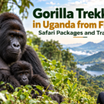Gorilla trekking in Uganda from Finland with Zamunda Travels, featuring mountain gorillas and scenic landscapes