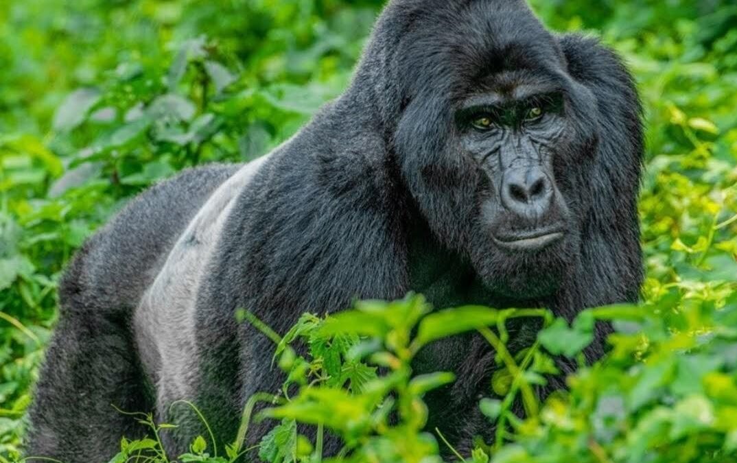 Mountain gorilla surrounded by green vegetation in Bwindi Impenetrable National Park.