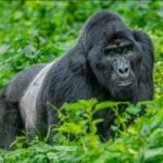 Mountain gorilla surrounded by green vegetation in Bwindi Impenetrable National Park.