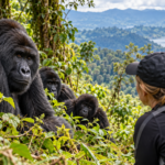 Norwegian tourist observing mountain gorillas during a gorilla trekking safari in Uganda