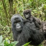 Female mountain gorilla with her young in Bwindi Impenetrable National Park
