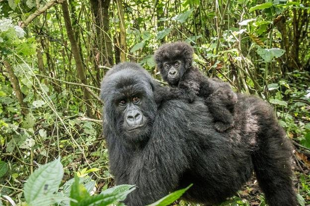 Female mountain gorilla with her young in Bwindi Impenetrable National Park