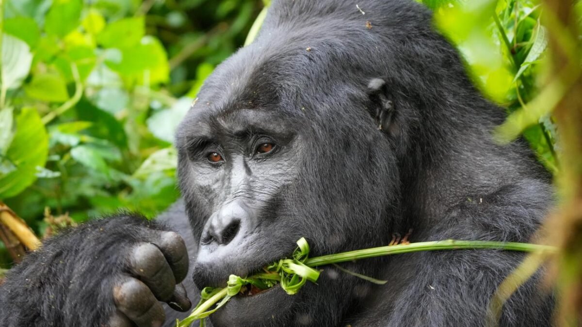 Mountain gorilla in Bwindi Impenetrable National Park during a Uganda gorilla trekking safari from Switzerland