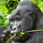 Mountain gorilla in Bwindi Impenetrable National Park during a Uganda gorilla trekking safari from Switzerland