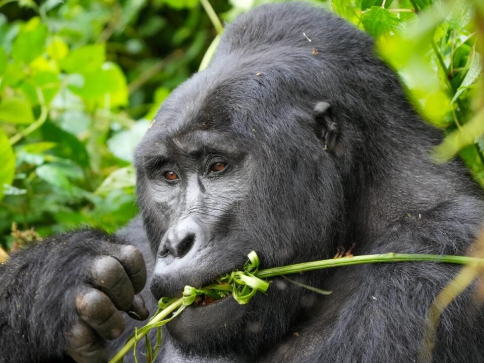 Mountain gorilla in Bwindi Impenetrable National Park during a Uganda gorilla trekking safari from Switzerland