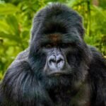 Silverback mountain gorilla resting in the forest of Volcanoes National Park, Rwanda.