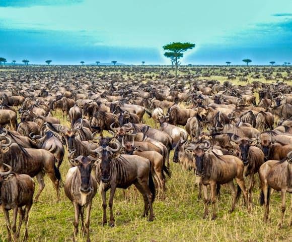 Large herds of wildebeest grazing on the green plains of the southern Serengeti in Tanzania.