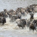 Guide to Visiting Serengeti National Park – wildebeest crossing the Mara River in Tanzania.