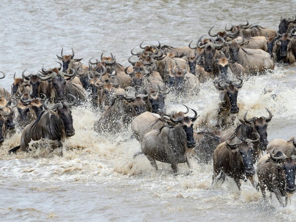 Guide to Visiting Serengeti National Park – wildebeest crossing the Mara River in Tanzania.