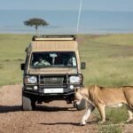 How many nights Masai Mara safari with a lioness and safari vehicle in Kenya.