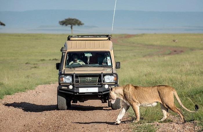 How many nights Masai Mara safari with a lioness and safari vehicle in Kenya.