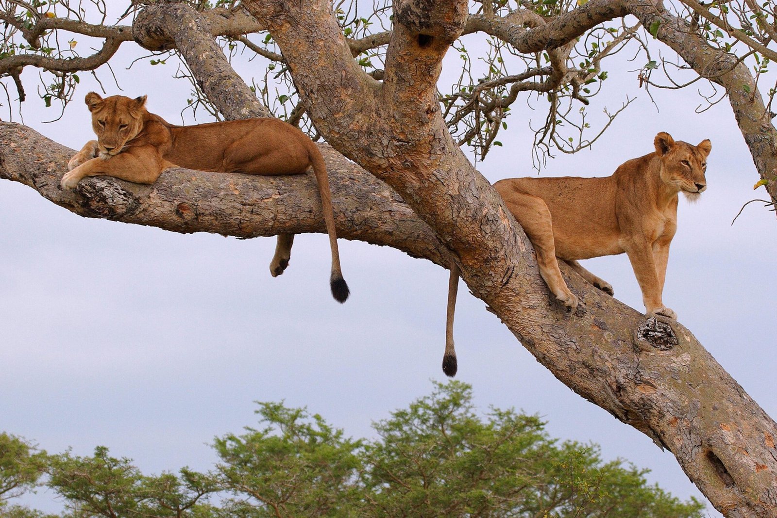 Tree-climbing lions resting in a tree in the Ishasha sector of Queen Elizabeth National Park