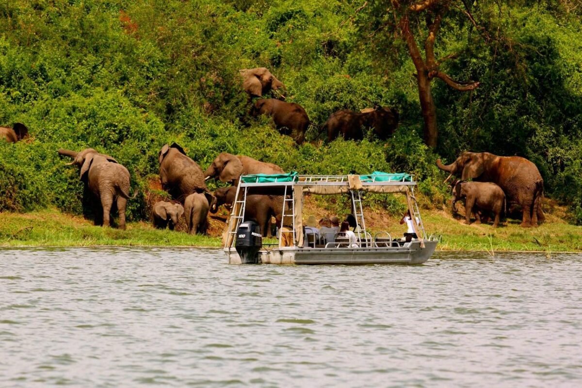 African elephants grazing beside the Kazinga Channel while tourists enjoy a boat safari in Queen Elizabeth National Park.