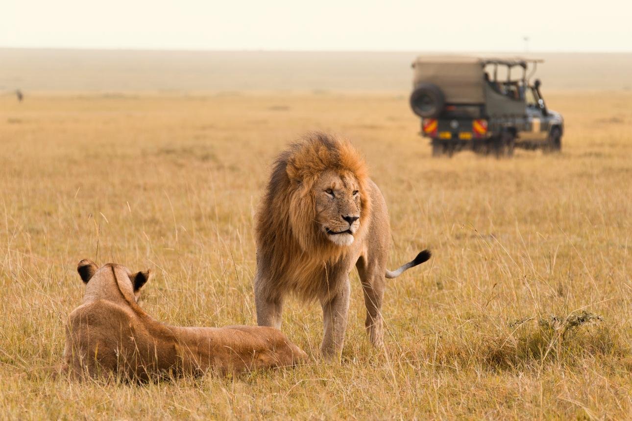 Lions in Kenya's Masai Mara National Reserve during an AFCON 2027 wildlife safari.