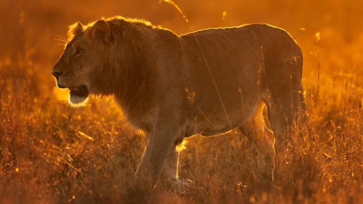 Kenya festive season destinations featuring a lion on safari in Masai Mara
