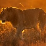 Kenya festive season destinations featuring a lion on safari in Masai Mara