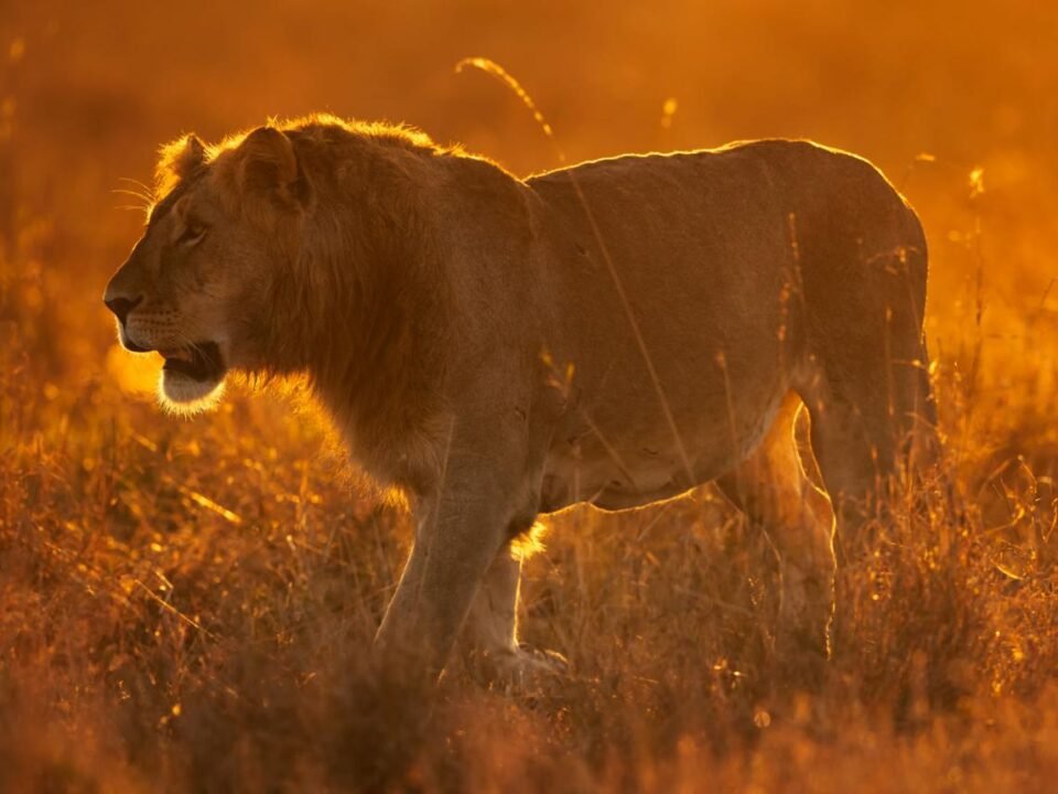 Kenya festive season destinations featuring a lion on safari in Masai Mara