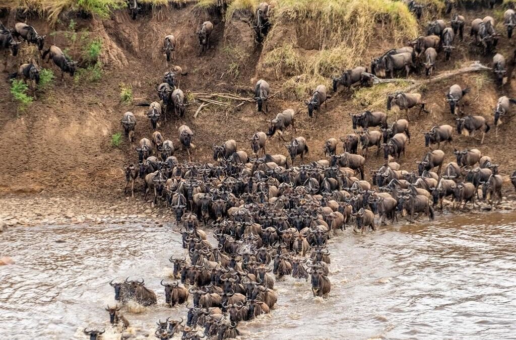 Great Wildebeest Migration during a Kenya and Tanzania safari in the Serengeti and Masai Mara.