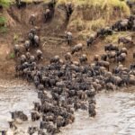Great Wildebeest Migration during a Kenya and Tanzania safari in the Serengeti and Masai Mara.